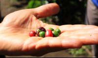        monteverde coffee farm ripe unripe beans 
  - Costa Rica