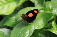        selvetura halloween butterfly 
  - Costa Rica