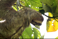 hacienda baru hotel three toed sloth 
 - Costa Rica