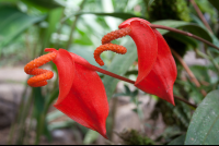        flower waterfallgardens 
  - Costa Rica