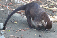 Coati Digging A Hole In The Sand Sirena Beach Corcovado
 - Costa Rica