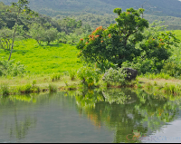 tree reflection on a pond  eruption site lookout point
 - Costa Rica