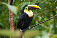        toucan waterfallgardens 
  - Costa Rica