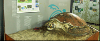        sea turtle conservancy diorama 
  - Costa Rica