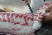 fresh carved seabass colochos 
 - Costa Rica