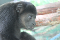        peripheral monkey 
  - Costa Rica