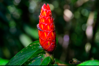 flower at arenal volcano  eruption site lookout point
 - Costa Rica