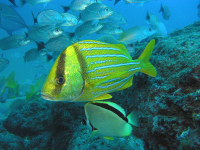        fish underwater 
  - Costa Rica