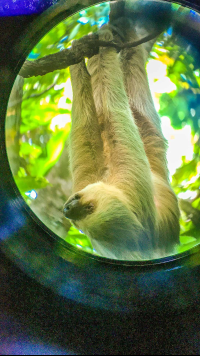 Sloth Hanging On Tree Manuel Antonio National Park
 - Costa Rica