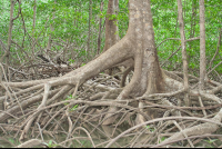        damas mangroves quepos 
  - Costa Rica