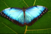        Butterfly Waterfallgardens Morpho
  - Costa Rica