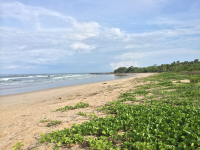        Guiones With Greenery
  - Costa Rica