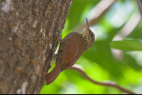 bird at nosara reserve 
 - Costa Rica