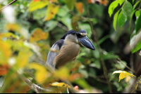 turtle beach lodge boat billed heron 
 - Costa Rica