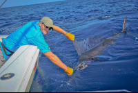 Fisherman Touching His Catch Of The Day To Release
 - Costa Rica