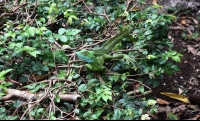 Serpentarium Green Basilisk
 - Costa Rica