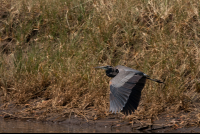        Bird Flying Over The River
  - Costa Rica