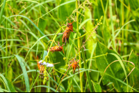 Crickets Munching On Plants
 - Costa Rica