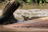        crocodile safari tour brown basilisk 
  - Costa Rica