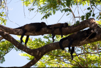        howler monkey nosara reserve 
  - Costa Rica