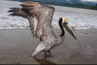 Brown Pelican Pelecanus Occidentalis Opening Its Wings
 - Costa Rica