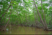        Damas Island Mangroves
  - Costa Rica