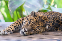        Jaguar Lying Down Face Full Image Parque Simon Bolivar San Jose
  - Costa Rica