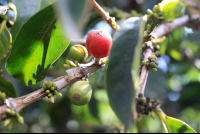        don juan coffee fruit 
  - Costa Rica