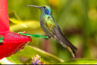 Green Crowned Brilliaant Heliodoxa Jacula Adult Waterfall Gardens
 - Costa Rica