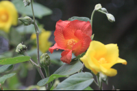        orange hibiscus
  - Costa Rica