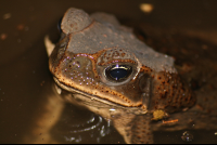 Bufo Toad On A Creek At Barra Del Colorado
 - Costa Rica