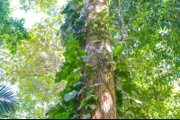 Trees On Rio Claro Trail Sirena Ranger Station Corcovado National Park
 - Costa Rica