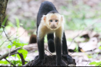        Capuchin Monkey Straight Crawl Curu
  - Costa Rica