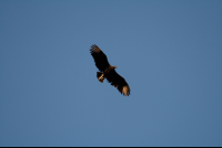 bird at nosara reserve biological reserve 
 - Costa Rica