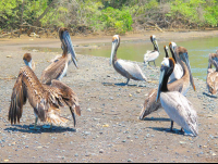 pelicans carara national park 
 - Costa Rica