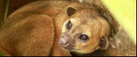 kids saving the rainforest attraction kinky the kinkajou 
 - Costa Rica