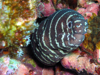        striped eel 
  - Costa Rica