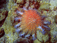        sea anemone 
  - Costa Rica