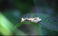 frog pond frog on leaf 
 - Costa Rica