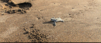 tortuguero beach attraction baby green sea turtle 
 - Costa Rica