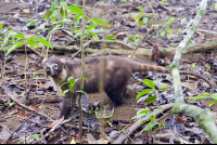 Coati Roaming Around The Sirena Ranger Station
 - Costa Rica