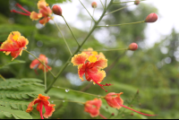        orange red flowers nosara wildlife reserve 
  - Costa Rica