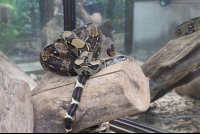        moneverde serpentarium boa constrictor 
  - Costa Rica