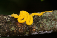 Pitviper Snake On A Tree At Cahuita National Park
 - Costa Rica