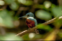 bird curu refuge 
 - Costa Rica