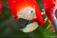 Scarlet Macaw Ara Macaw
 - Costa Rica