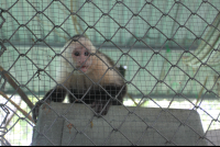        excited white face monkey 
  - Costa Rica