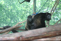        baby riding back monkeys 
  - Costa Rica