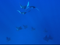 school of manta rays 
 - Costa Rica