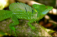 green basilisk basiliscus plumifrons tortuguero
 - Costa Rica